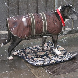 Snow joke waiting outside M&S