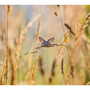Little Blue Butterfly