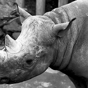 Rhino at London Zoo